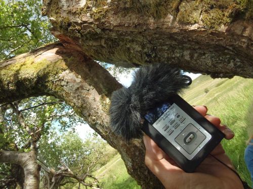 audioing trees 